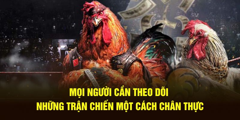 Mọi người có cơ hội theo dõi những trận chiến một cách chân thực