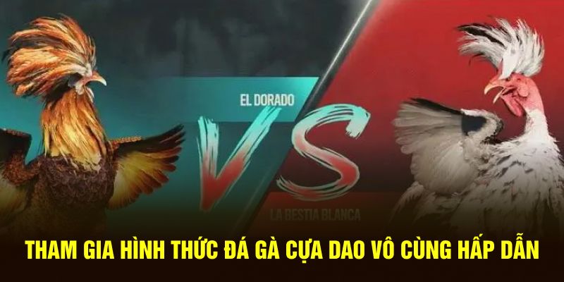 Tham gia hình thức cựa dao vô cùng hấp dẫn, máu lửa