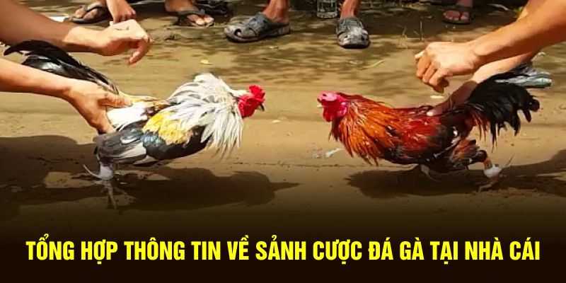 Tổng hợp thông tin về sảnh cược giải trí hot hit tại nhà cái